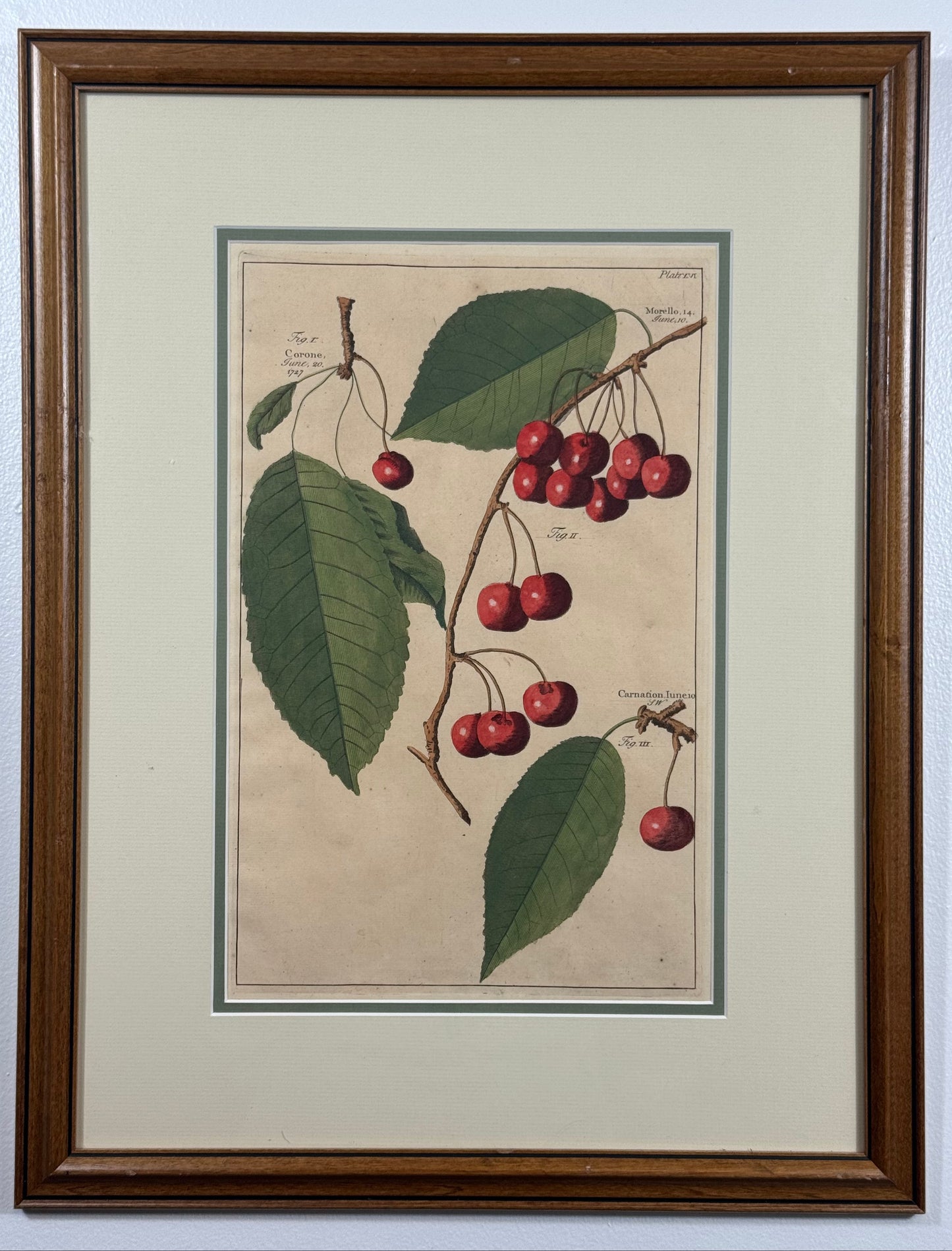 Antique Hand-Colored Engraving – Cherries from Pomona by Batty Langley, 1727