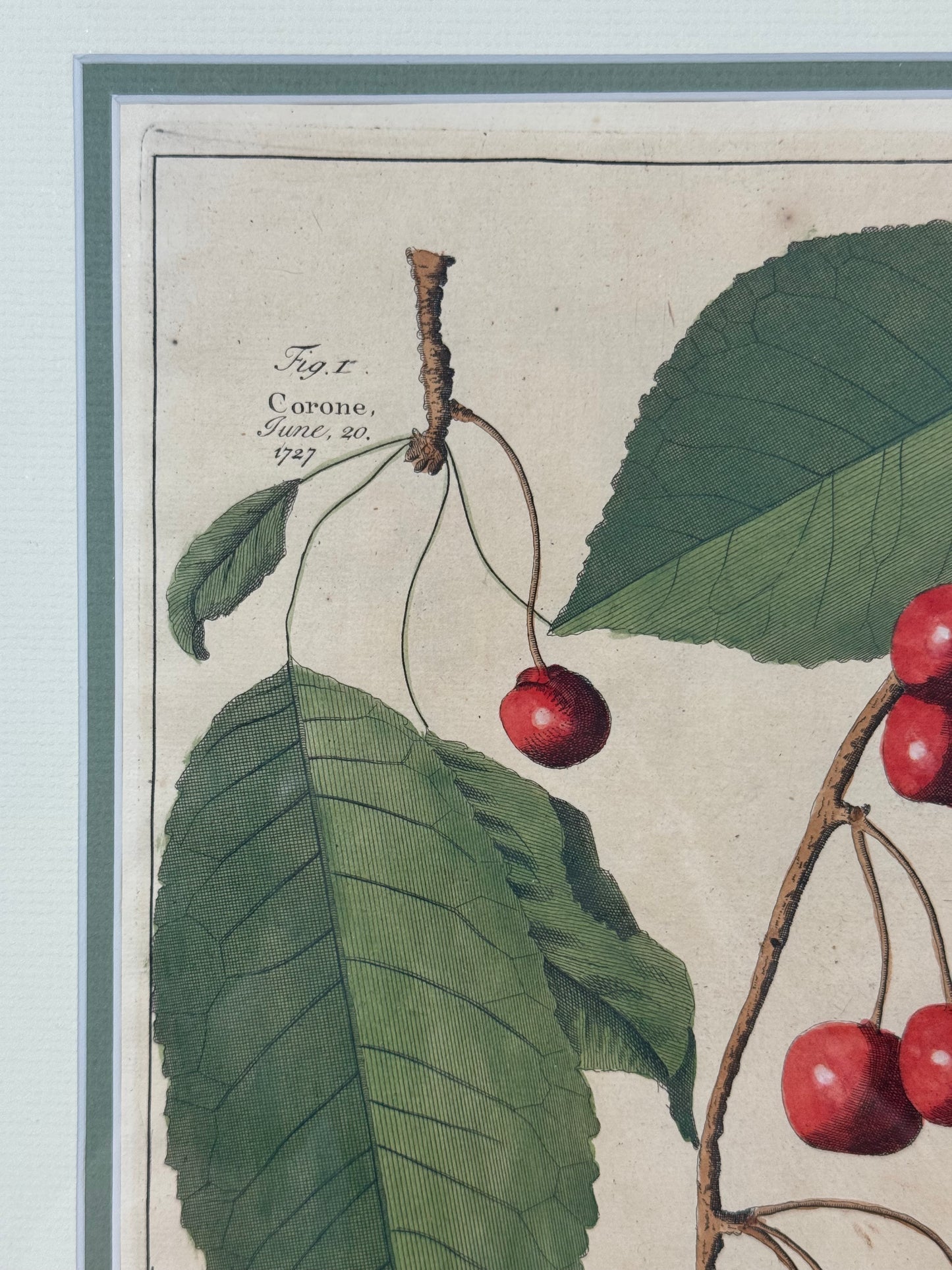 Antique Hand-Colored Engraving – Cherries from Pomona by Batty Langley, 1727