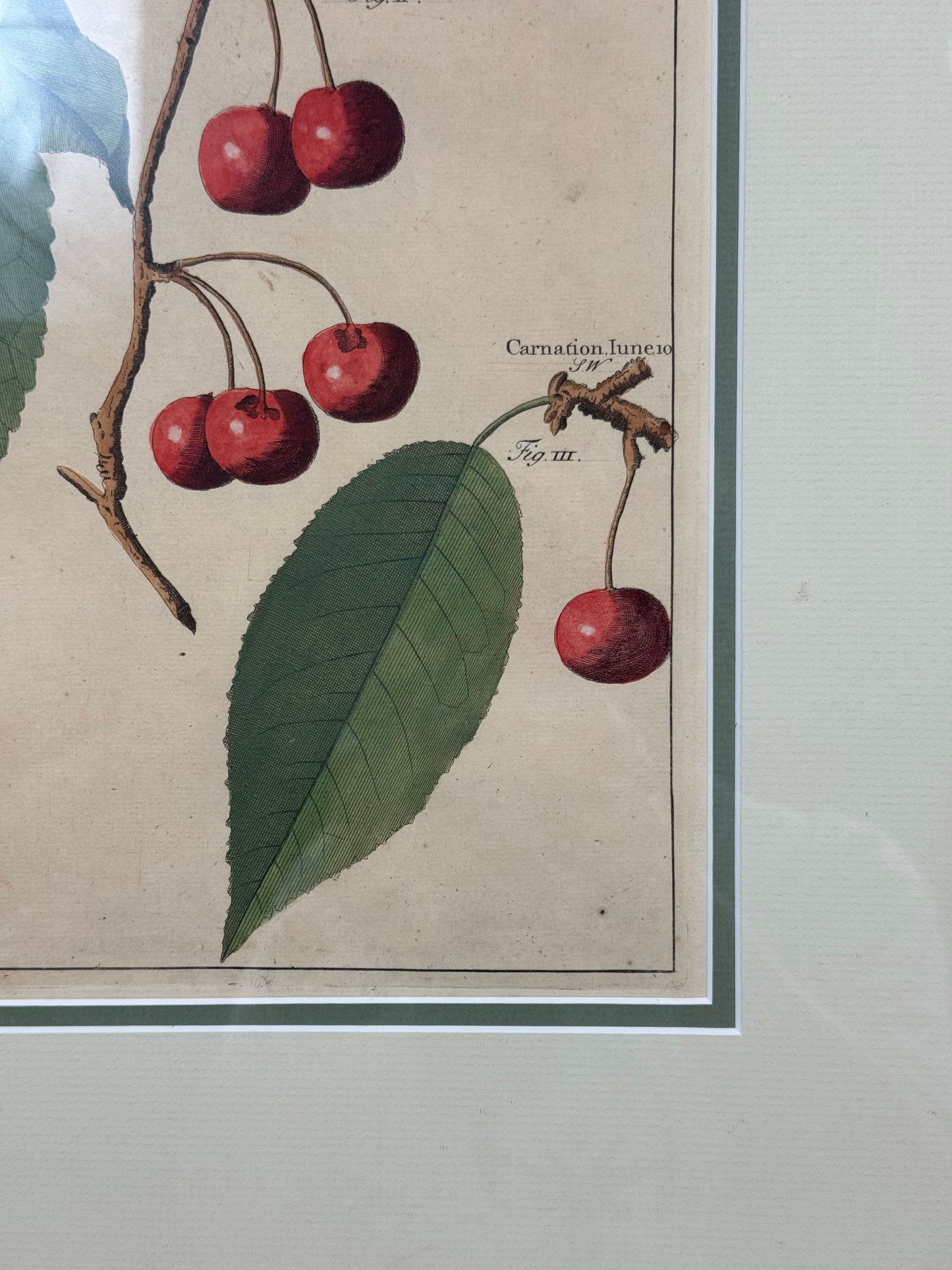 Antique Hand-Colored Engraving – Cherries from Pomona by Batty Langley, 1727