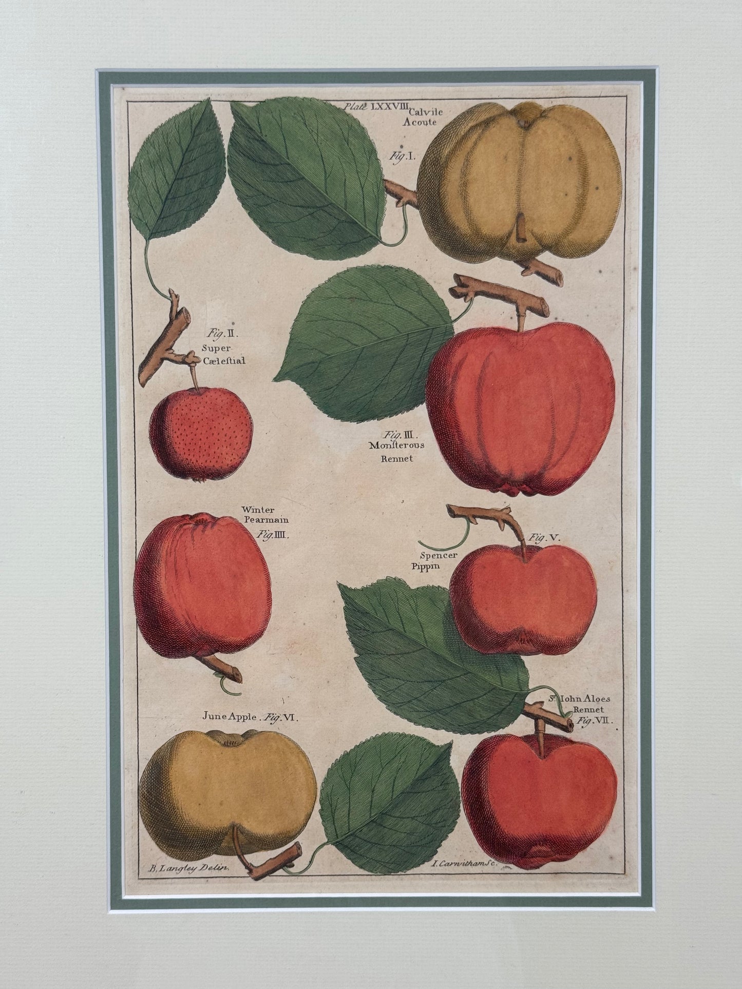 Antique Hand-Colored Engraving – Apples from Pomona by Batty Langley, c. 1729