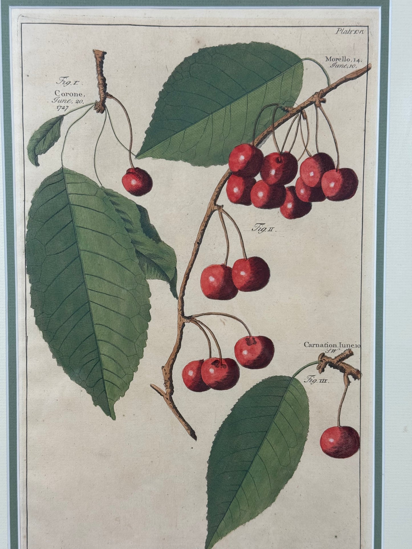 Antique Hand-Colored Engraving – Cherries from Pomona by Batty Langley, 1727