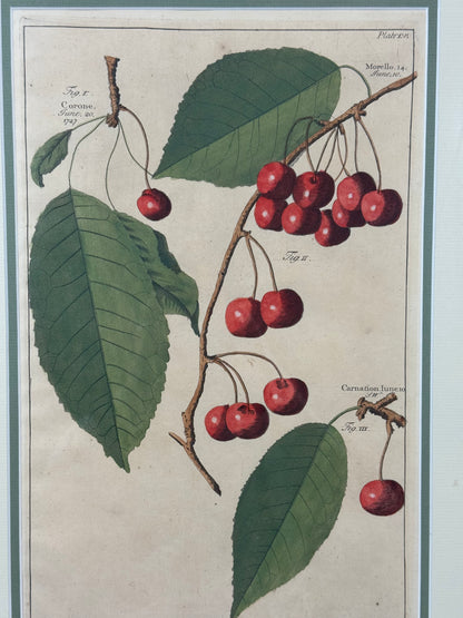 Antique Hand-Colored Engraving – Cherries from Pomona by Batty Langley, 1727