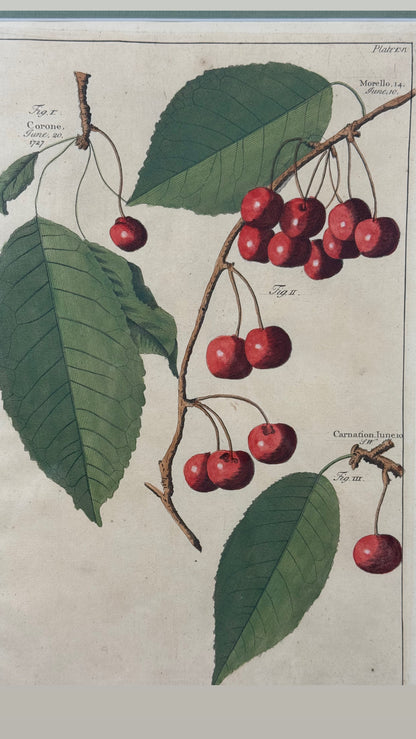 Antique Hand-Colored Engraving – Cherries from Pomona by Batty Langley, 1727