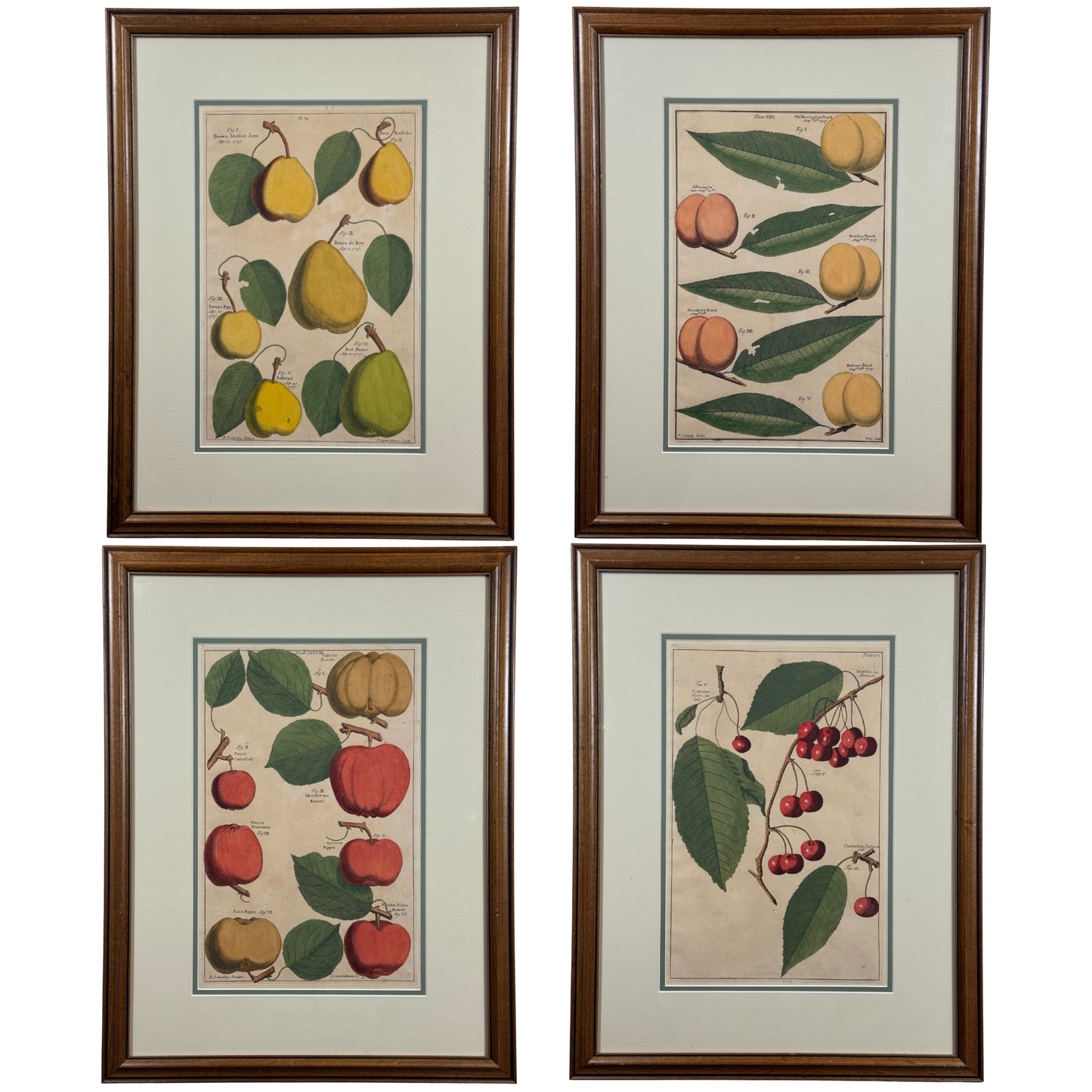 Antique Hand-Colored Engraving – Apples from Pomona by Batty Langley, c. 1729
