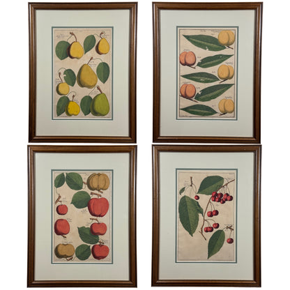 Antique Hand-Colored Engraving – Apples from Pomona by Batty Langley, c. 1729