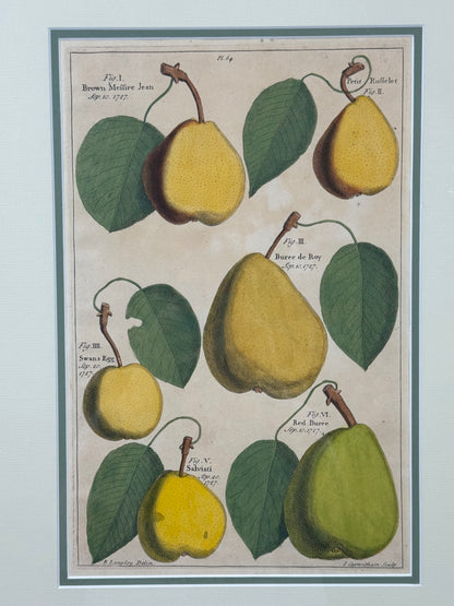 Antique Hand-Colored Engraving – Pears from Pomona by Batty Langley, 1727