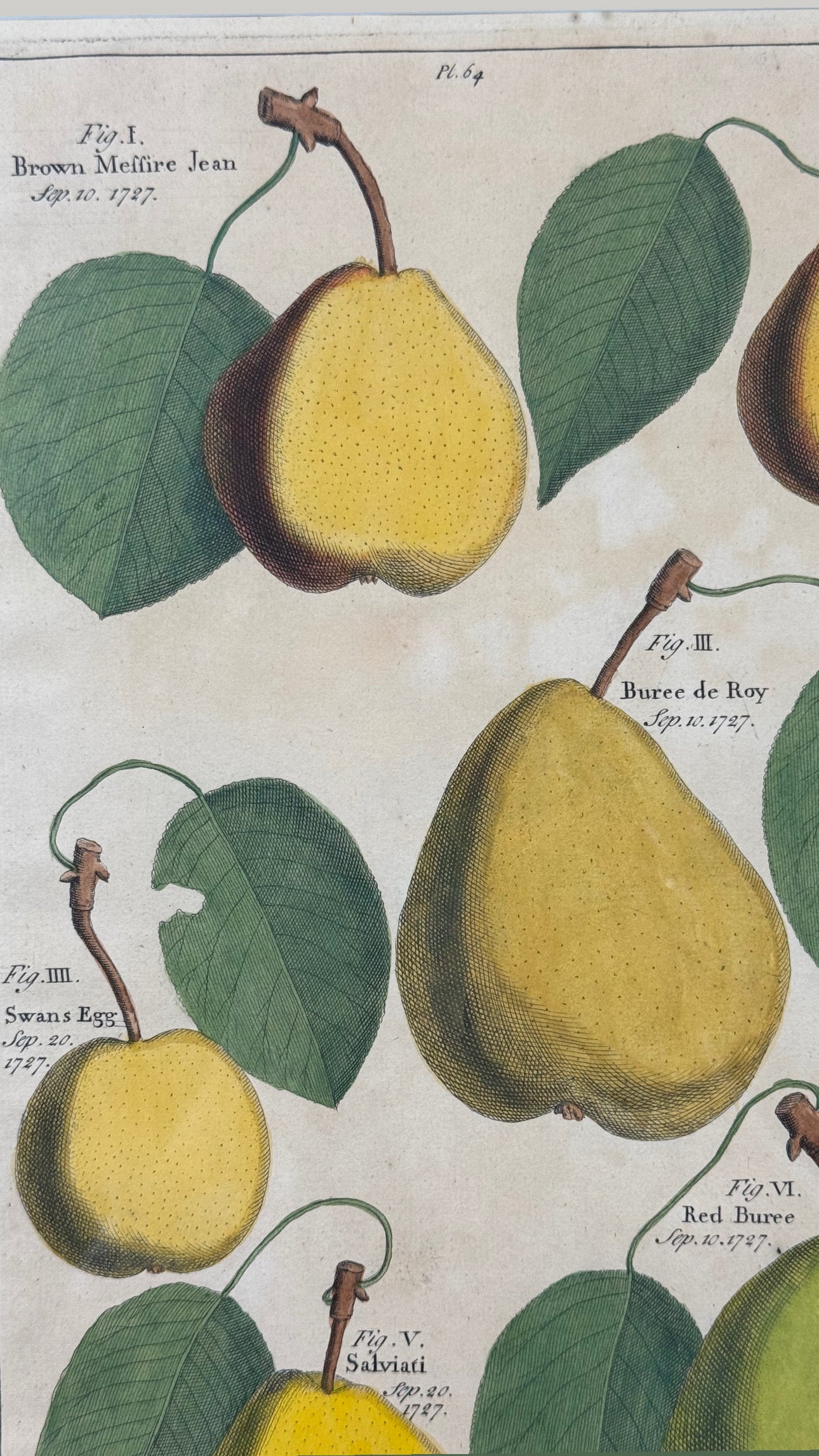 Antique Hand-Colored Engraving – Pears from Pomona by Batty Langley, 1727