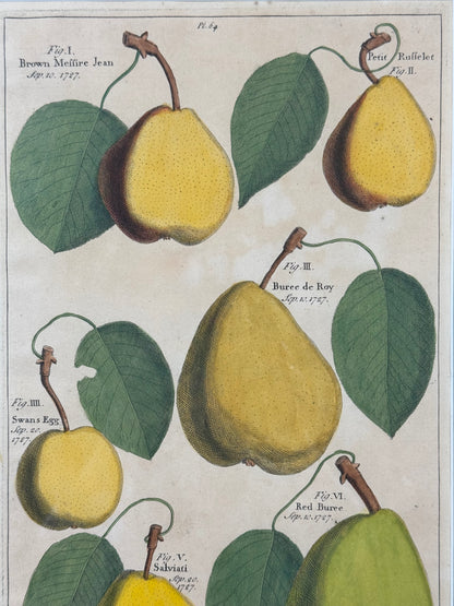 Antique Hand-Colored Engraving – Pears from Pomona by Batty Langley, 1727