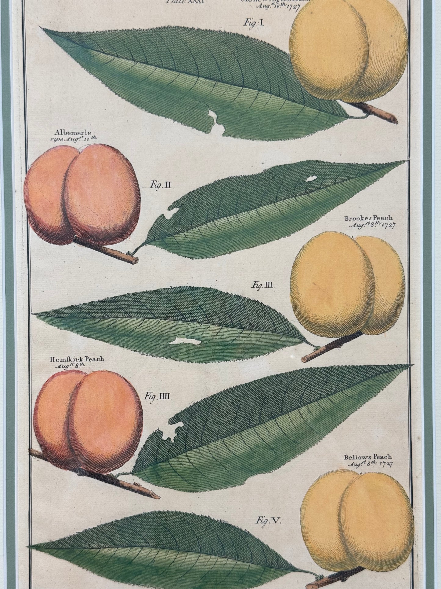 Antique Hand-Colored Engraving – Peaches from Pomona by Batty Langley, 1727