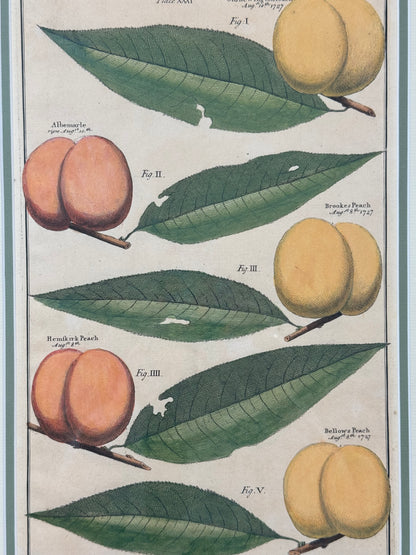 Antique Hand-Colored Engraving – Peaches from Pomona by Batty Langley, 1727