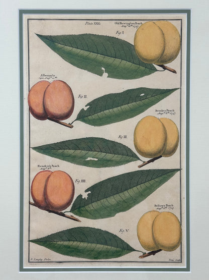 Antique Hand-Colored Engraving – Peaches from Pomona by Batty Langley, 1727