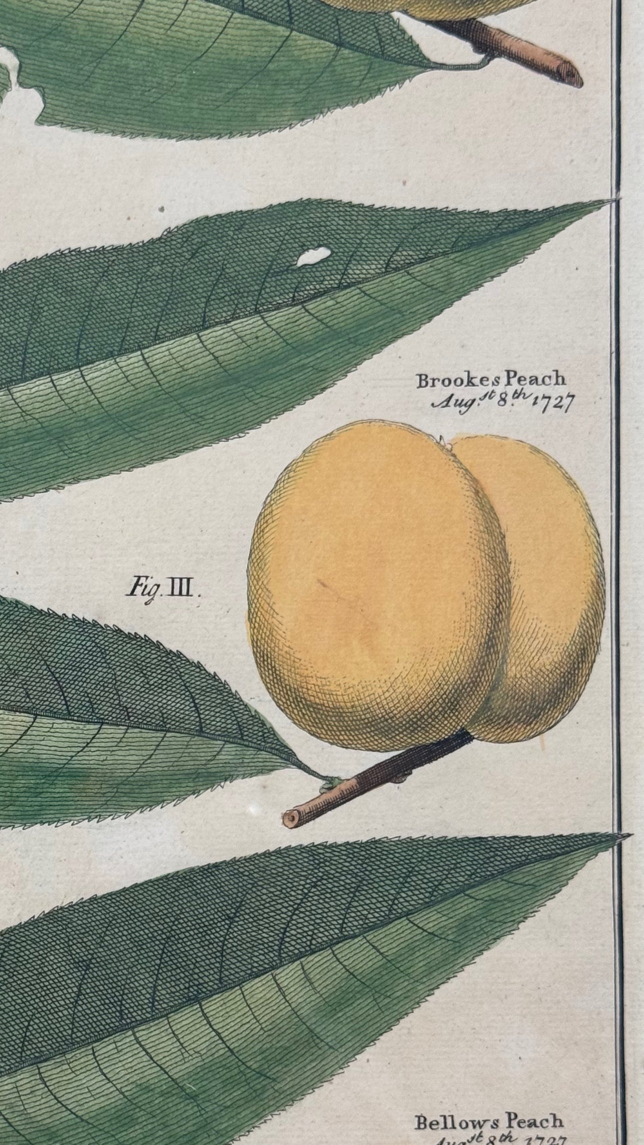 Antique Hand-Colored Engraving – Peaches from Pomona by Batty Langley, 1727