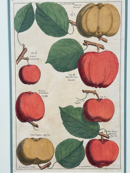 Antique Hand-Colored Engraving – Apples from Pomona by Batty Langley, c. 1729