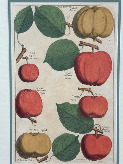 Antique Hand-Colored Engraving – Apples from Pomona by Batty Langley, c. 1729