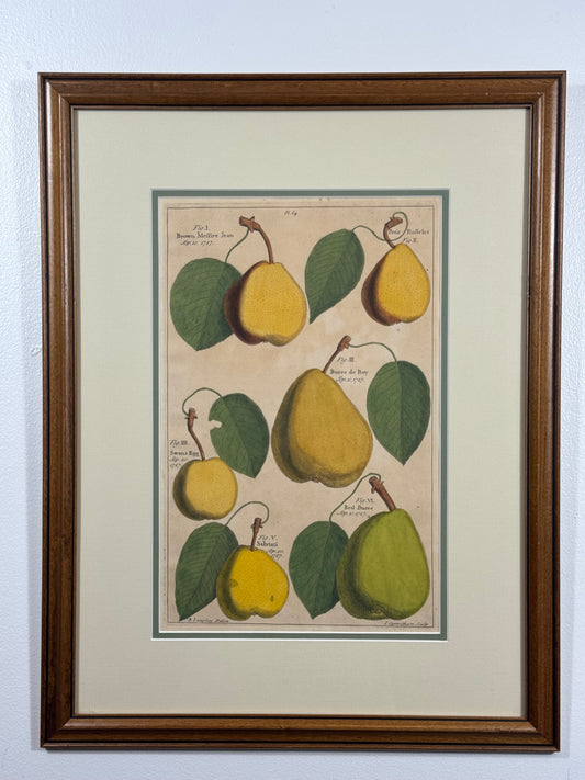 Antique Hand-Colored Engraving – Pears from Pomona by Batty Langley, 1727