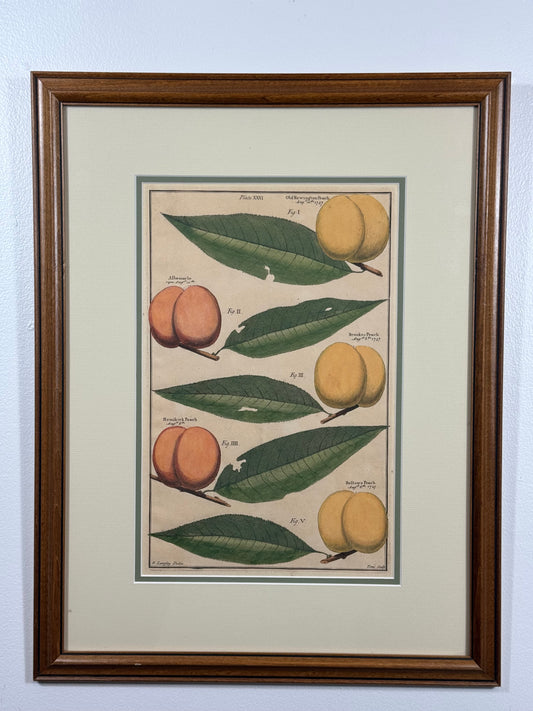 Antique Hand-Colored Engraving – Peaches from Pomona by Batty Langley, 1727