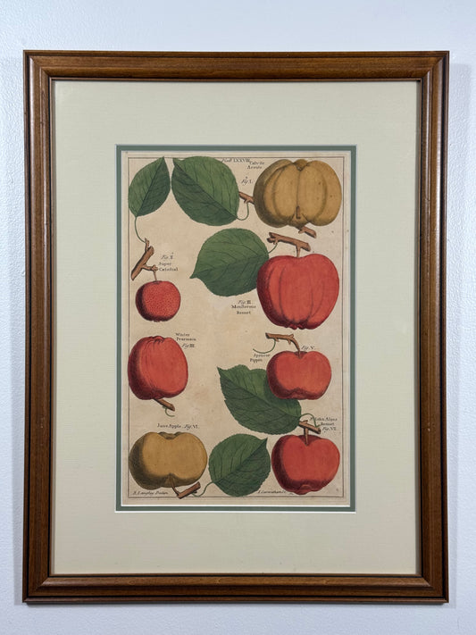 Antique Hand-Colored Engraving – Apples from Pomona by Batty Langley, c. 1729